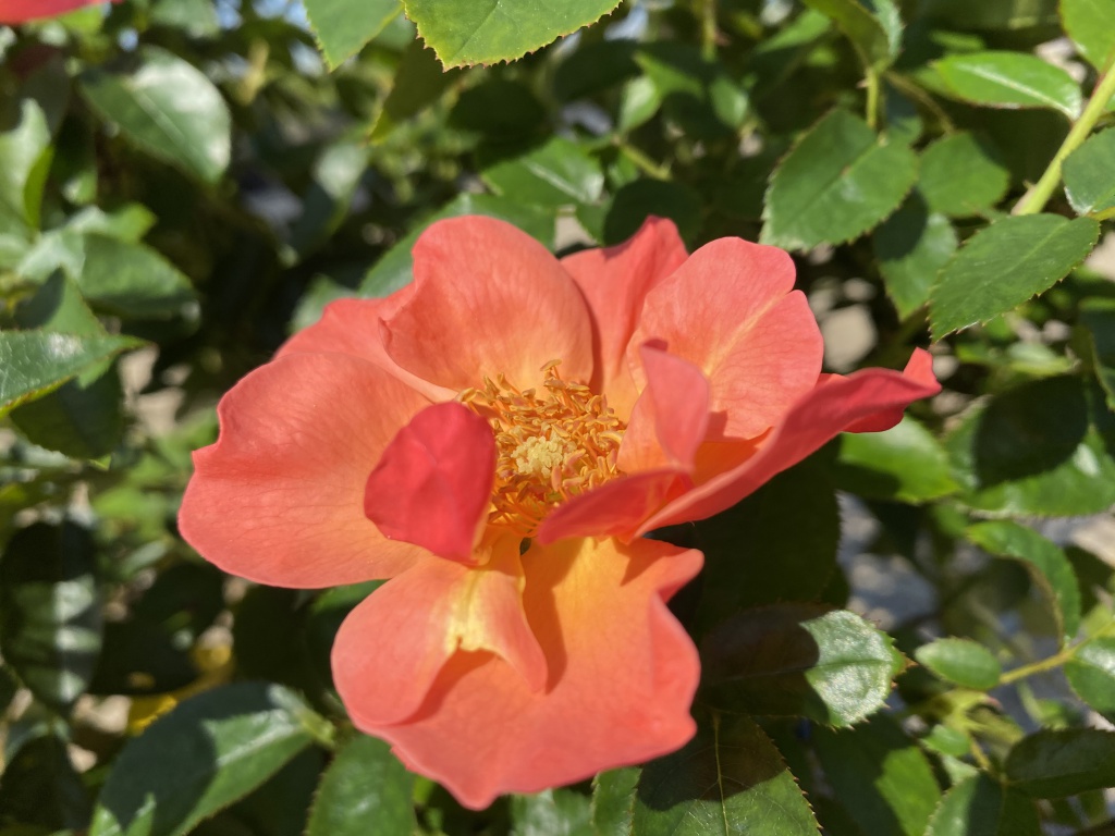 Ornamental, Shrub, Easy Elegance, Rose