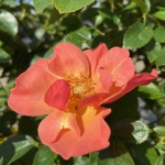 Ornamental, Shrub, Easy Elegance, Rose