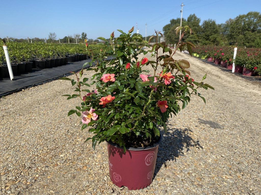 Ornamental, Shrub, Easy Elegance, Rose