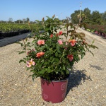 Ornamental, Shrub, Easy Elegance, Rose