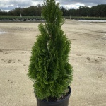 Ornamental, Shrub, Tree, Arborvitae