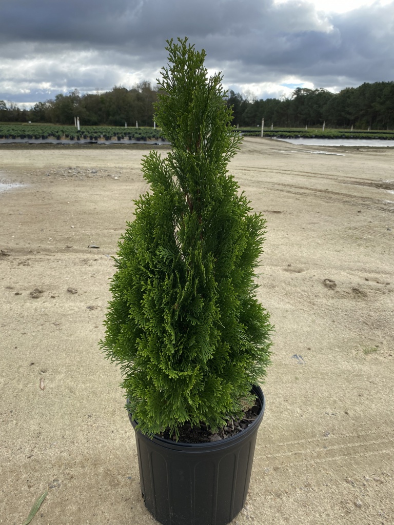 Ornamental, Shrub, Tree, Arborvitae