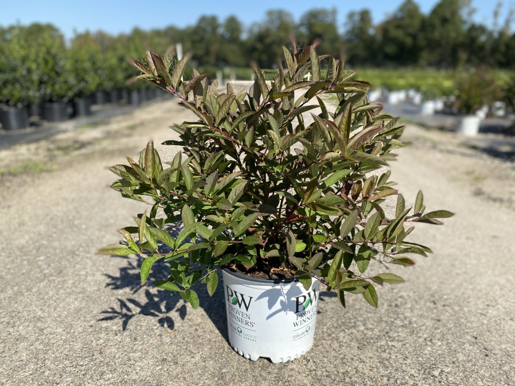 Ornamental, Shrub, Sweetspire, Proven Winners, PW