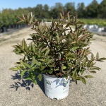 Ornamental, Shrub, Sweetspire, Proven Winners, PW
