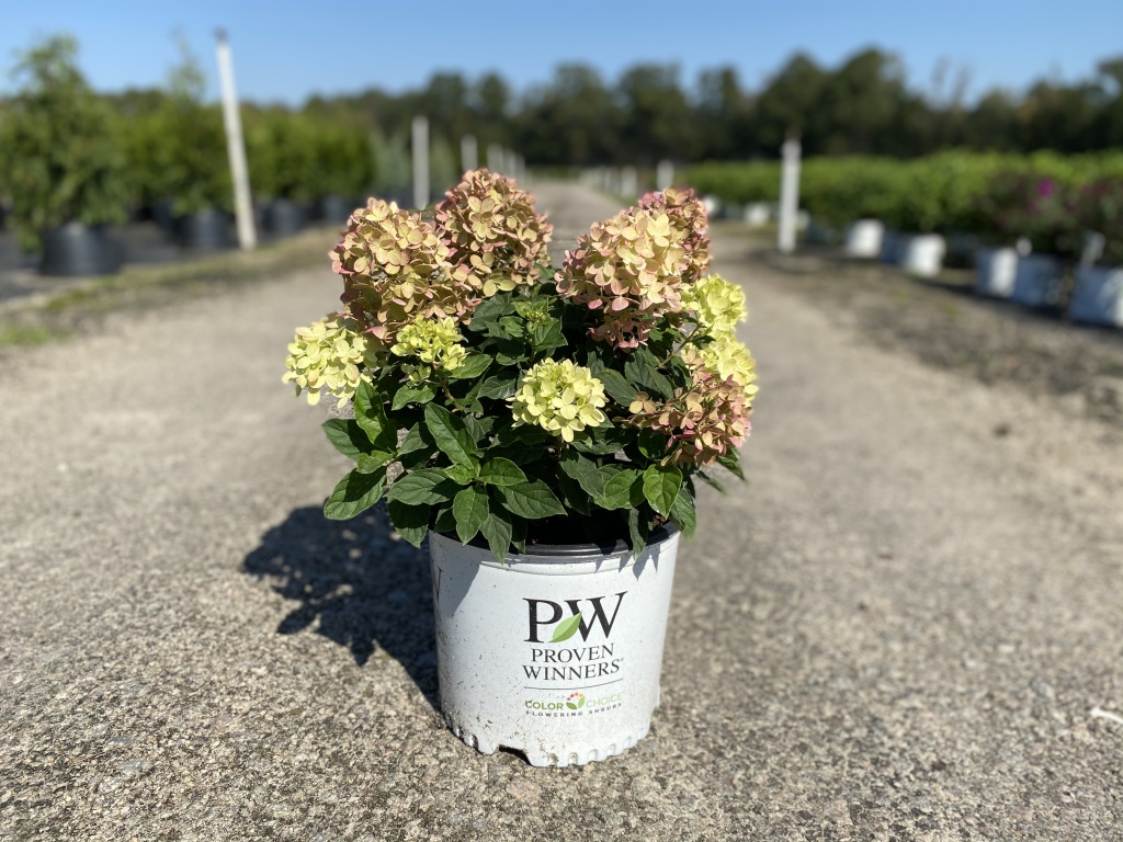 Little Lime™ Hydrangea