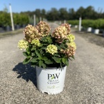 Little Lime™ Hydrangea