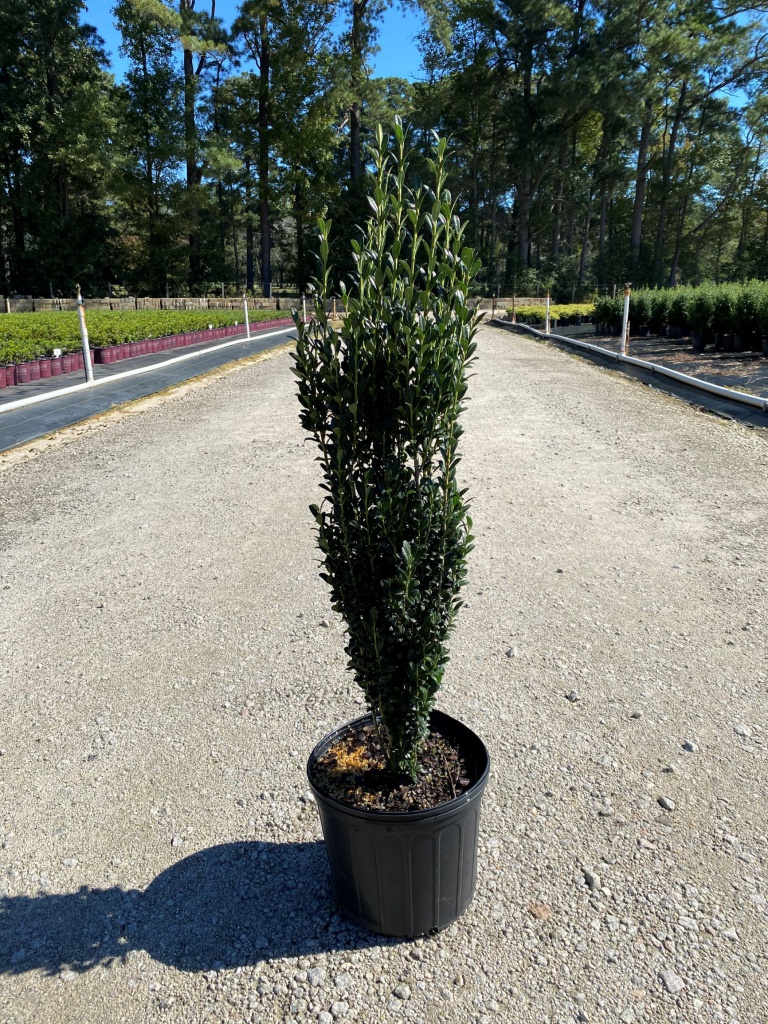 Ornamental, Shrub, crenata, Japanese Holly