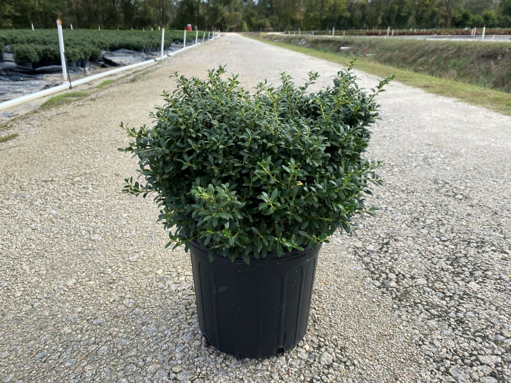 Ornamental, Shrub, crenata, Japanese Holly