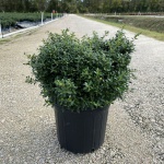 Ornamental, Shrub, crenata, Japanese Holly