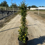 Vine, Jasmine, Jessamine