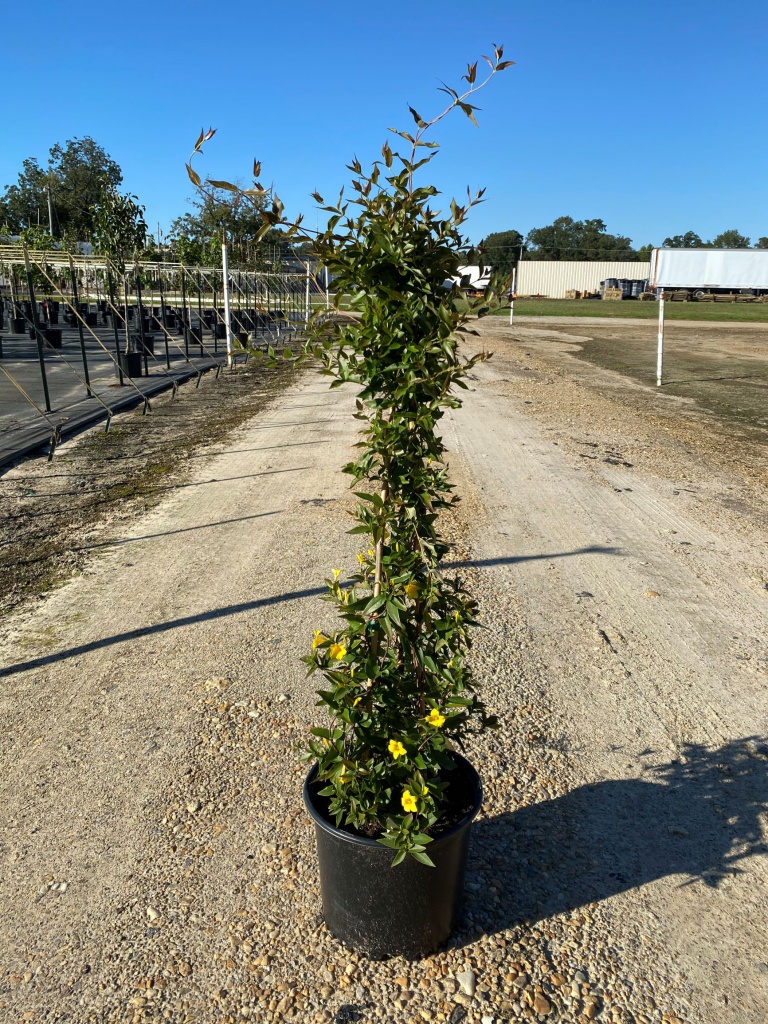 Vine, Jasmine, Jessamine