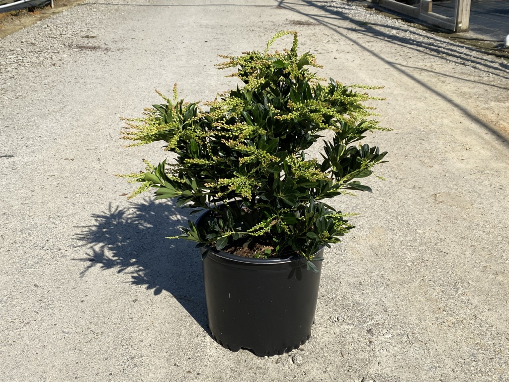 Ornamental, Shrub, Andromeda