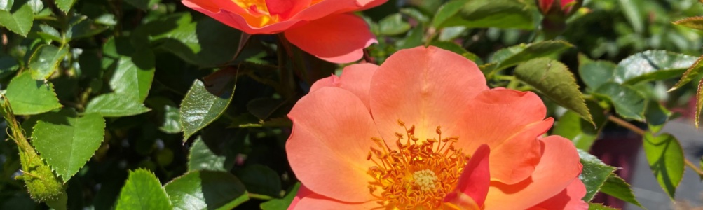 Ornamental, Shrub, Easy Elegance, Rose