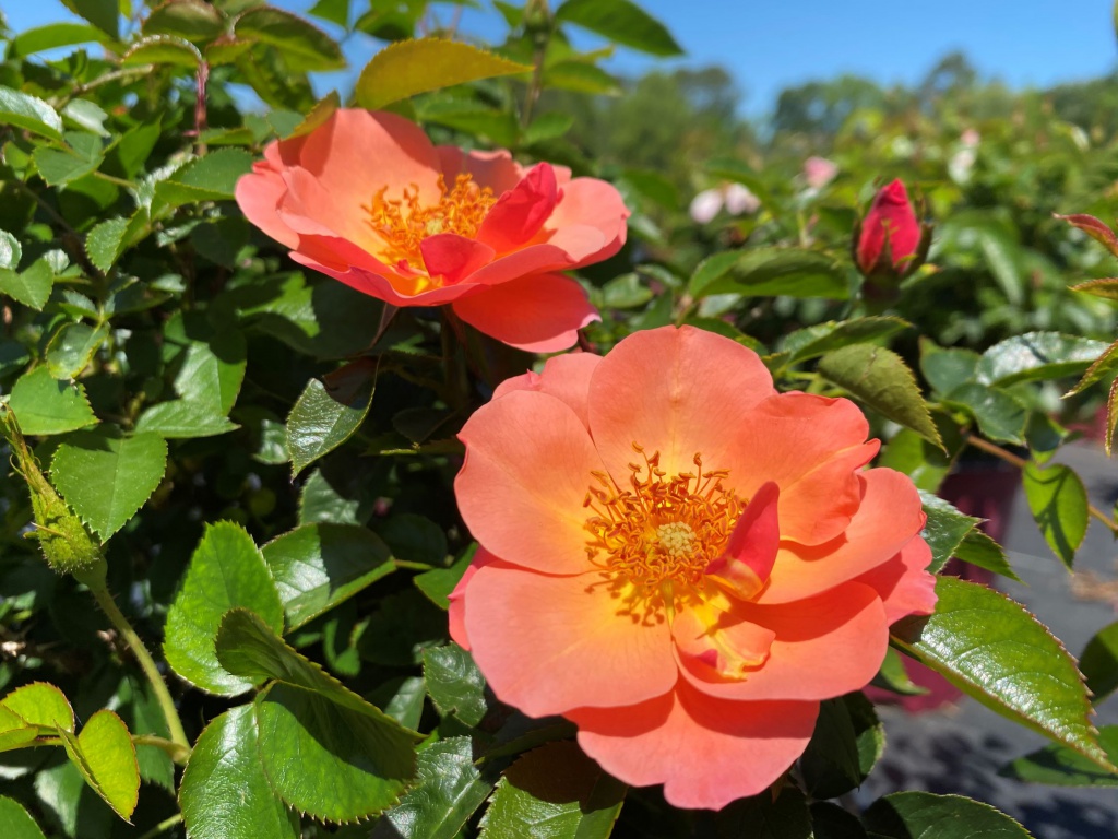 Ornamental, Shrub, Easy Elegance, Rose