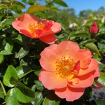 Ornamental, Shrub, Easy Elegance, Rose