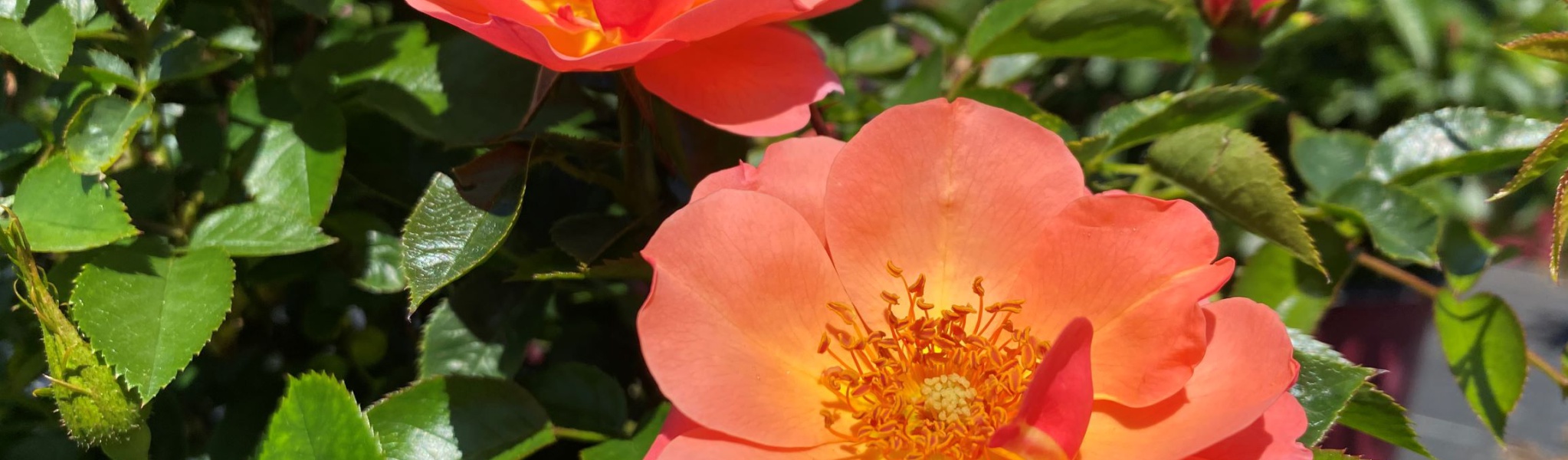 All the Rage Easy Elegance®Rose