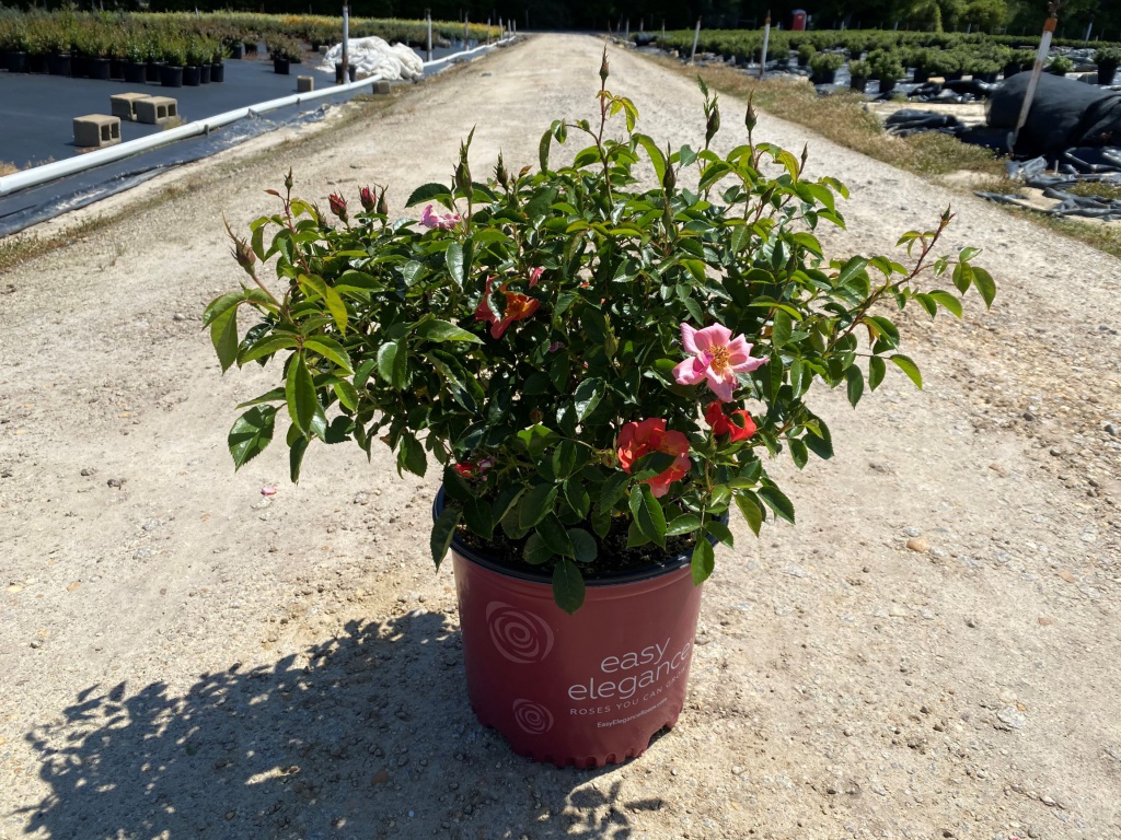 Ornamental, Shrub, Easy Elegance, Rose