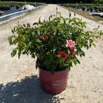 Ornamental, Shrub, Easy Elegance, Rose