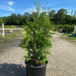 Ornamental, Shrub, Tree, Arborvitae