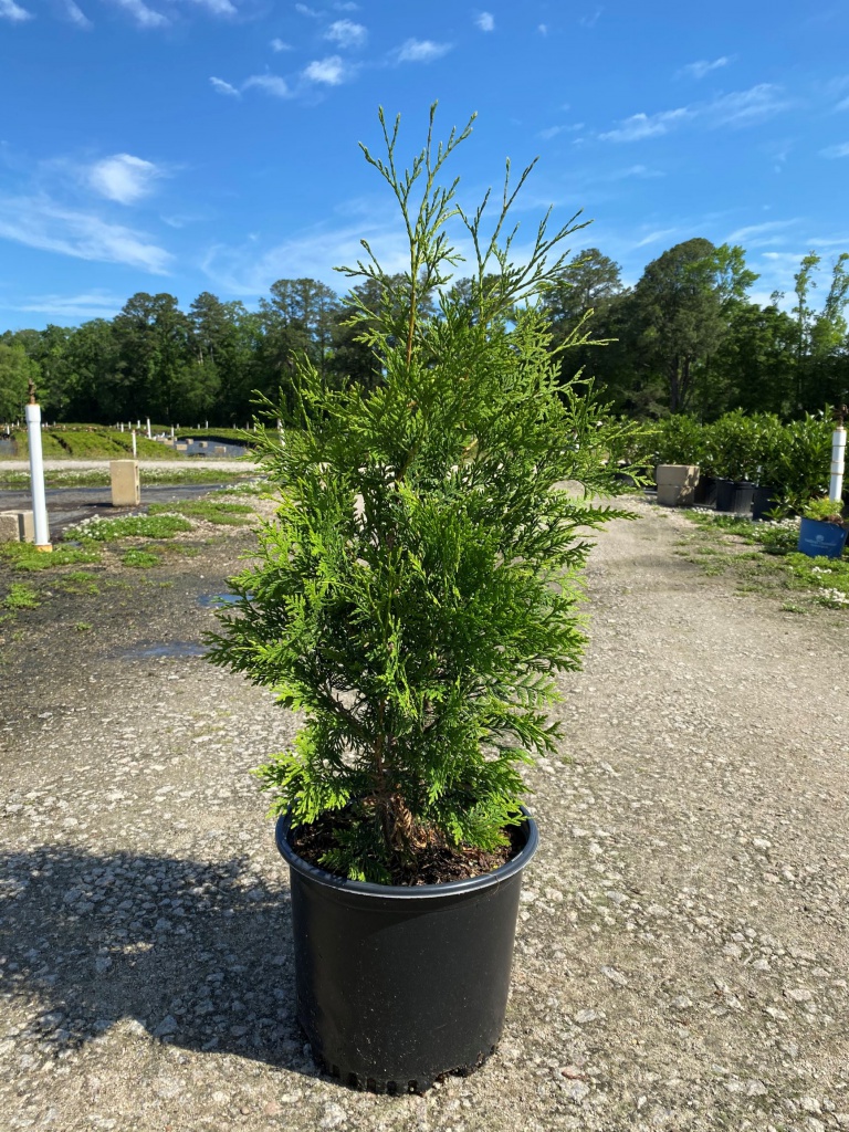 Ornamental, Shrub, Tree, Arborvitae