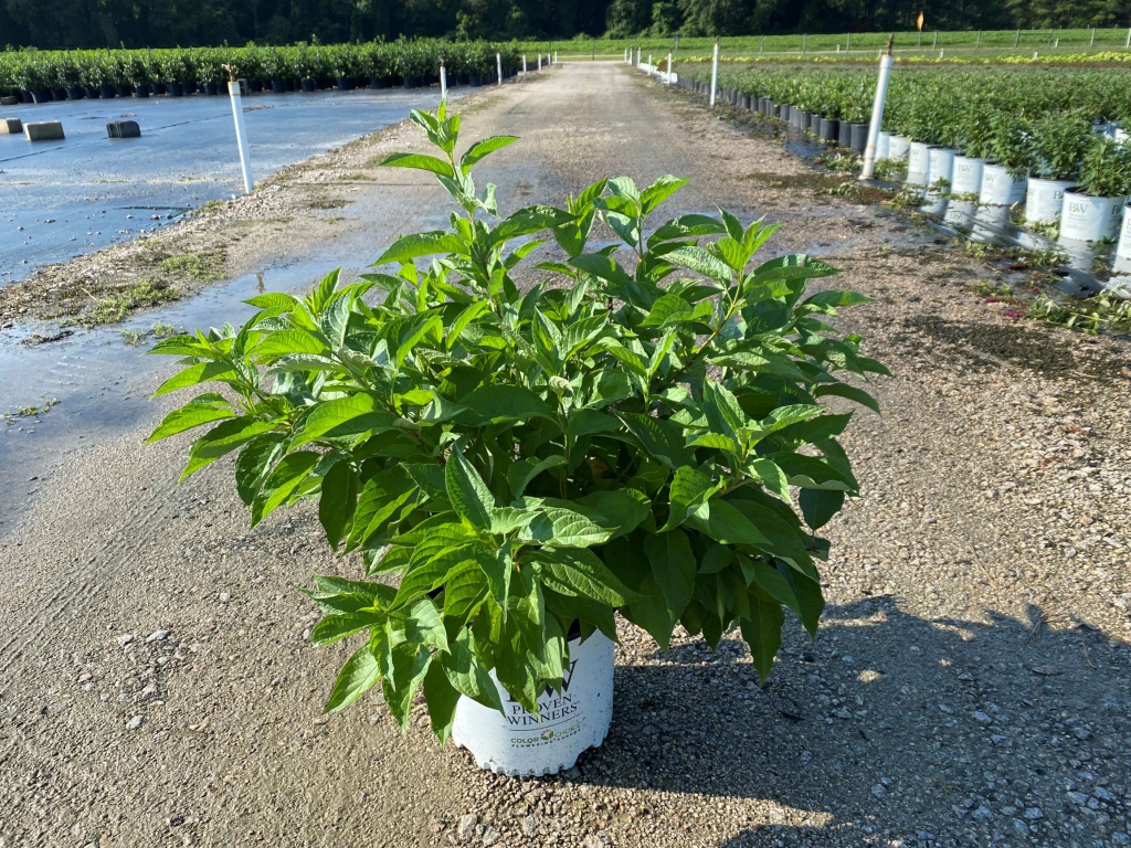 Ornamental, Shrub, Proven Winners, PW, Dogwood