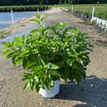 Ornamental, Shrub, Proven Winners, PW, Dogwood