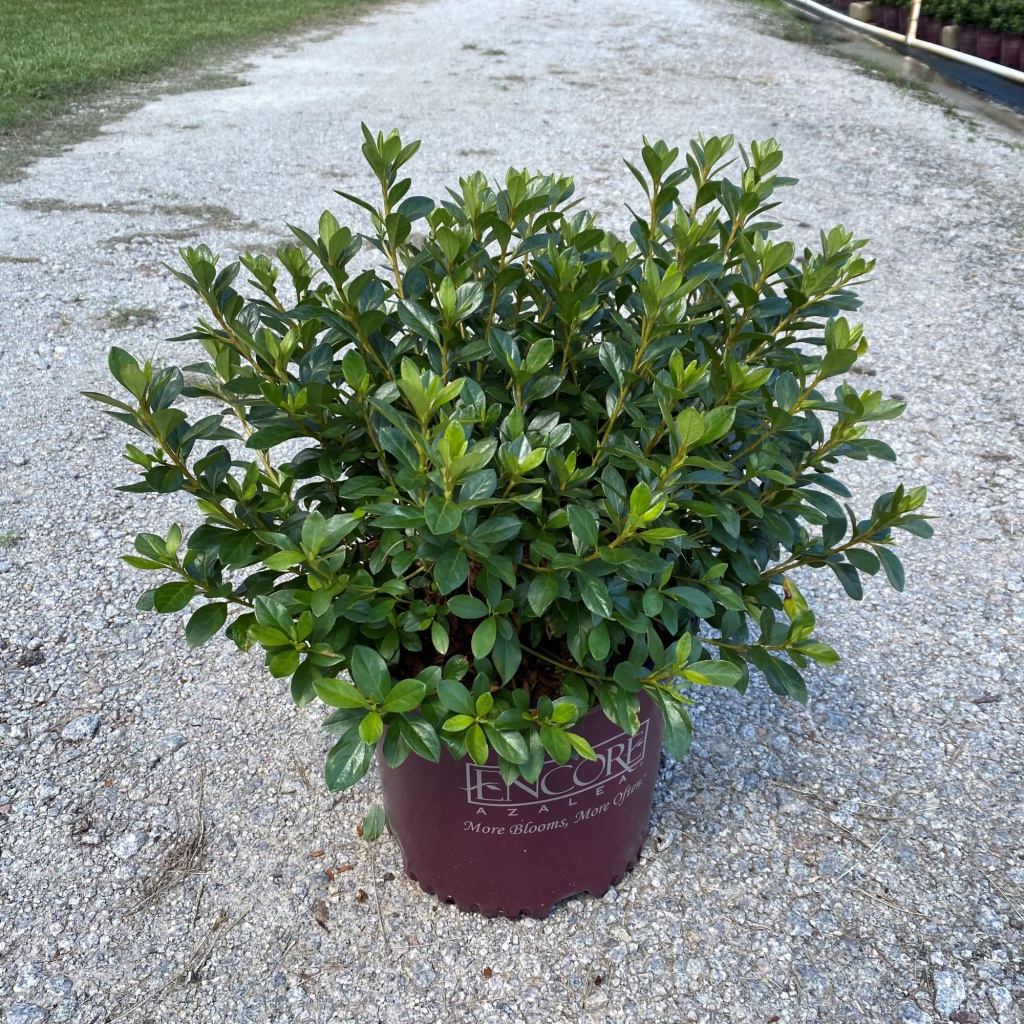 Encore, Ornamental, Shrub, Rhododendron