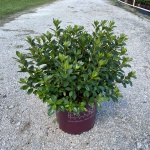 Encore, Ornamental, Shrub, Rhododendron