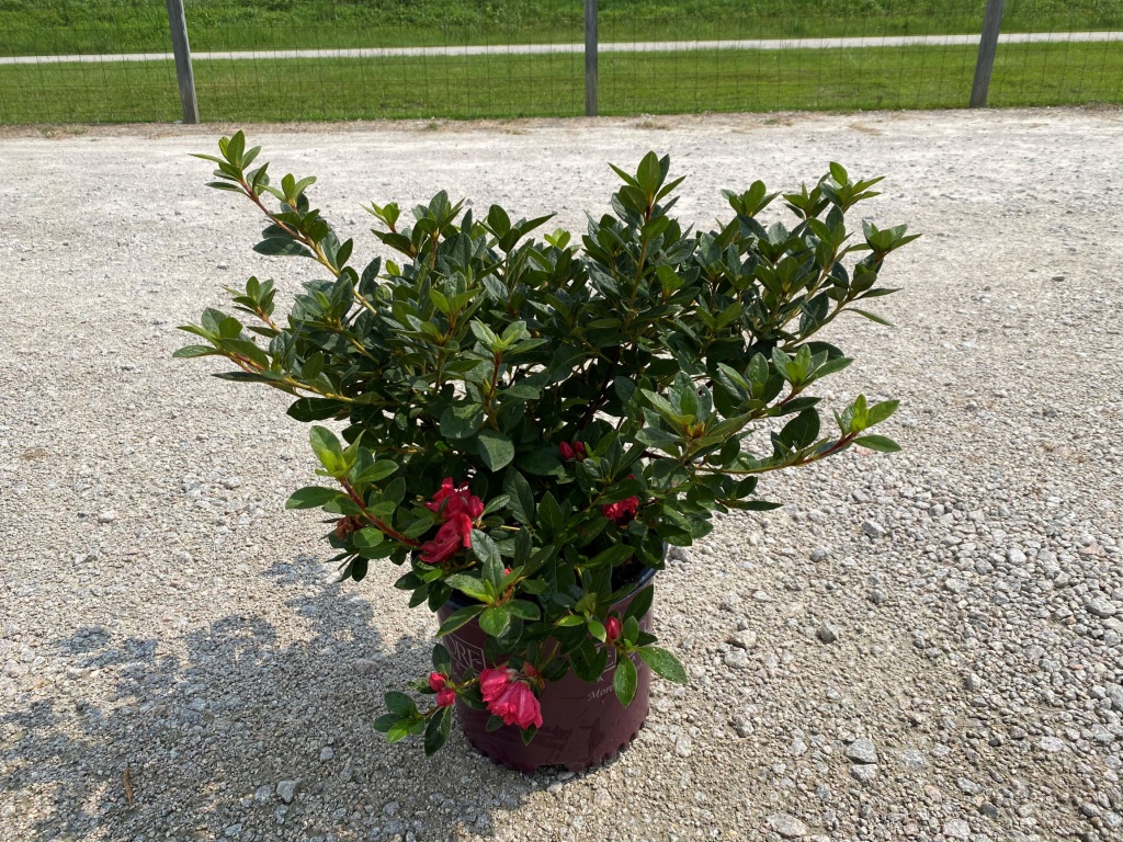 Encore, Ornamental, Shrub, Rhododendron