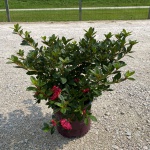 Encore, Ornamental, Shrub, Rhododendron