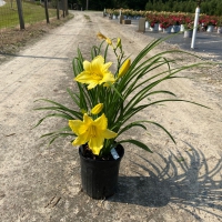 Big Time Happy Daylily