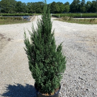 Blue Point Juniper #7