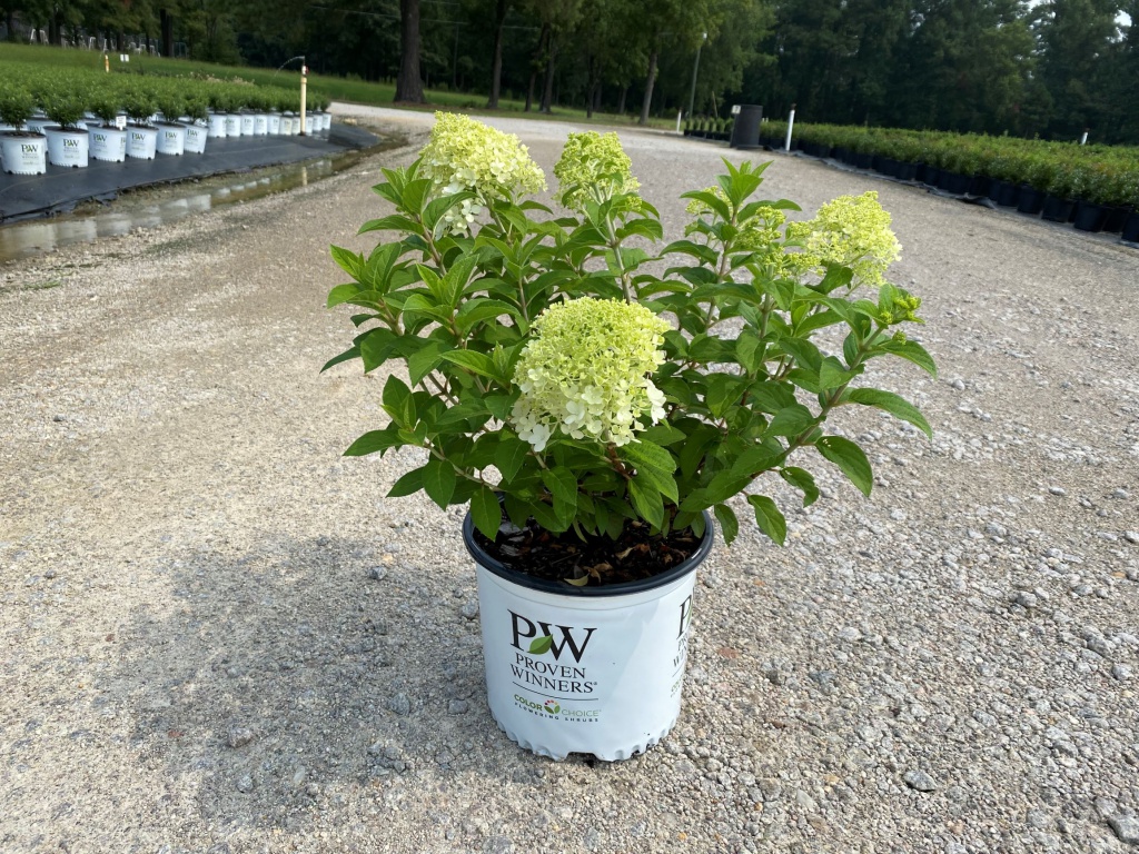 Bobo® Hydrangea