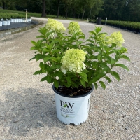 Bobo® Hydrangea