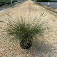Cassian Fountain Grass