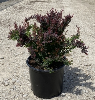 Crimson Pygmy Barberry