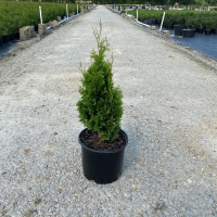 Degroots Spire Arborvitae