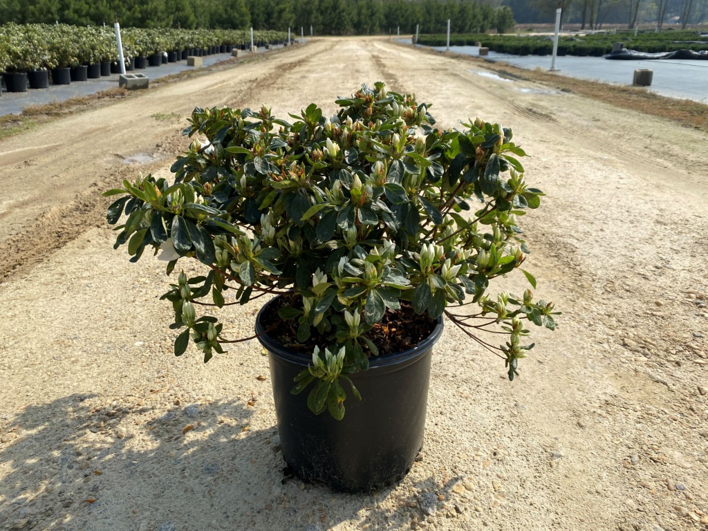 Traditional, Ornamental, Shrub, Rhododendron