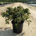 Traditional, Ornamental, Shrub, Rhododendron