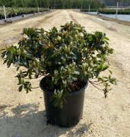 Delaware Valley Azalea