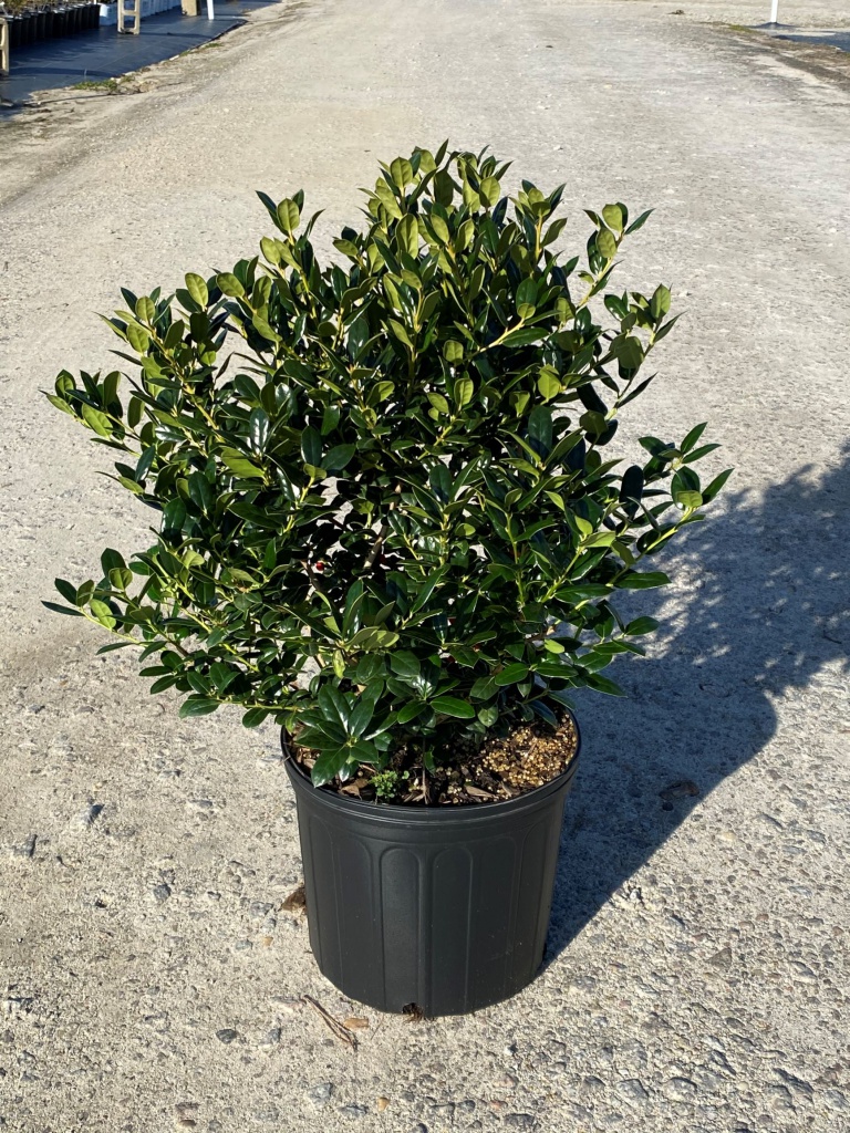 Ornamental, Shrub, cornuta, Chinese Holly