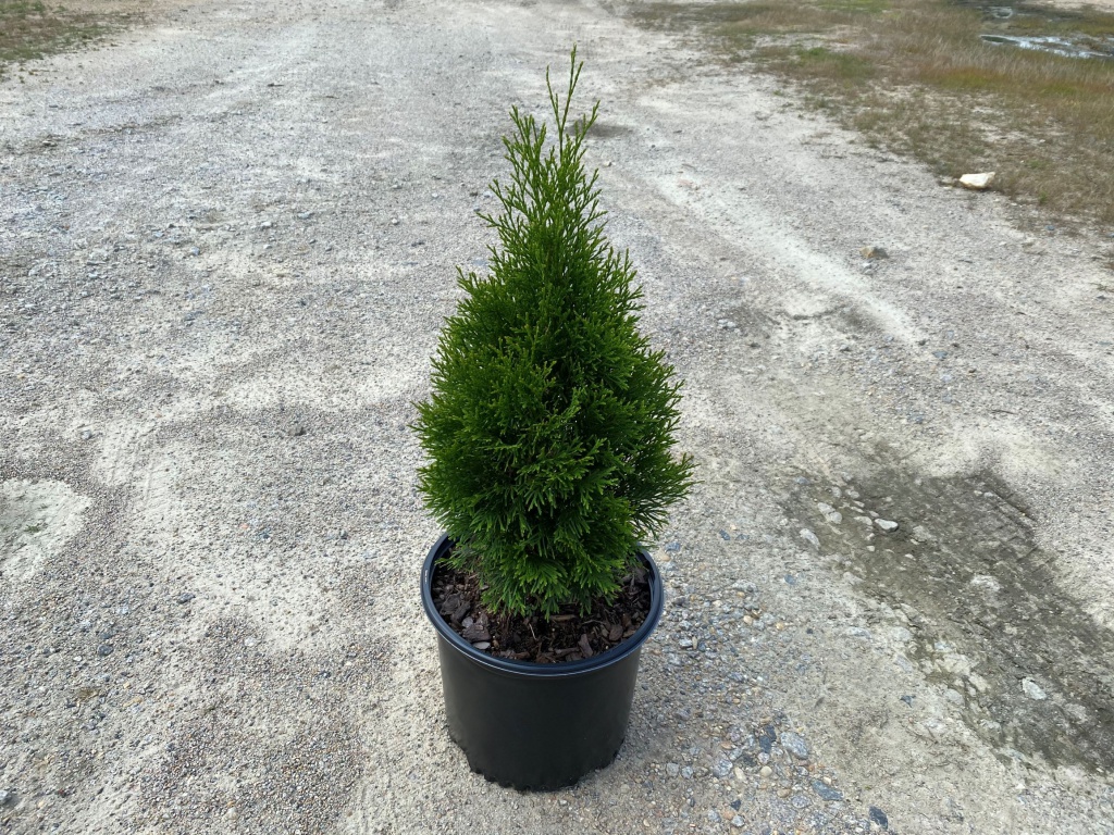 Emerald Green Arborvitae