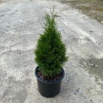 Emerald Green Arborvitae