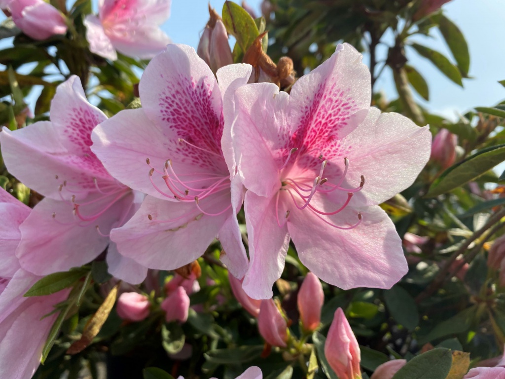 Traditional, Ornamental, Shrub, Rhododendron