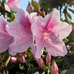 Traditional, Ornamental, Shrub, Rhododendron
