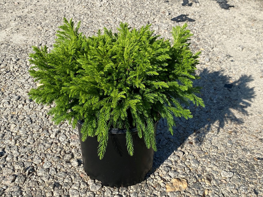 Ornamental, Shrub, Japanese Cedar