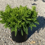 Ornamental, Shrub, Japanese Cedar