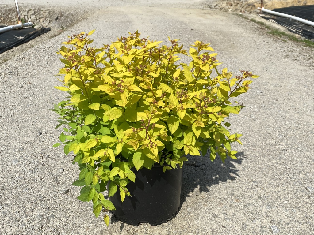 Ornamental, Shrub, Spiraea