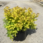 Ornamental, Shrub, Spiraea