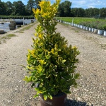 Ornamental, Shrub, Tree, Southern Living, Holly